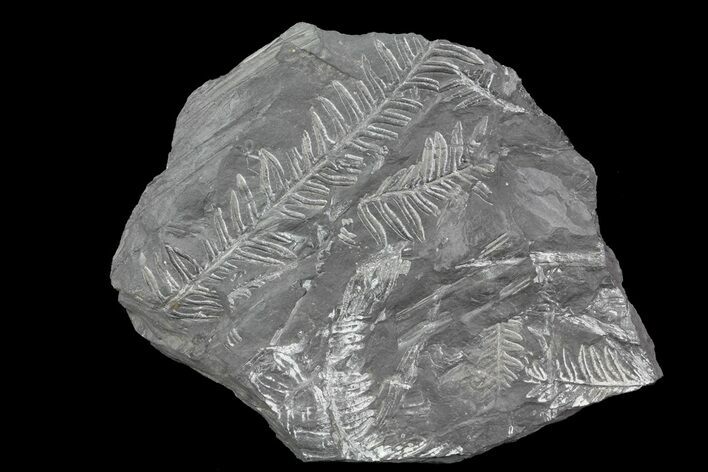Wide Fossil Seed Fern Plate - Pennsylvania #73333